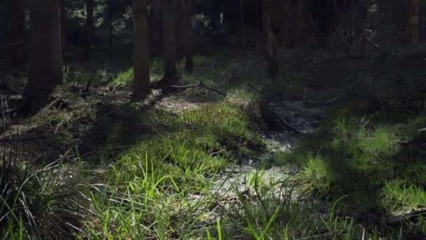 Primavera Floresta Dia Ensolarado Grama Verde Suculenta Florescendo Nos Raios — Vídeo de Stock