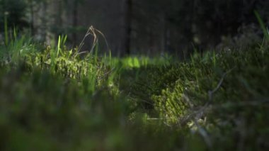 Ormanda ilkbahar. Sulu yeşil çimenler ve yosunlar sabah güneşinde çiçek açıyor. Bitkileri kapatın. 4K görüntü. Polonya ormanları, aşağı Silezya. 