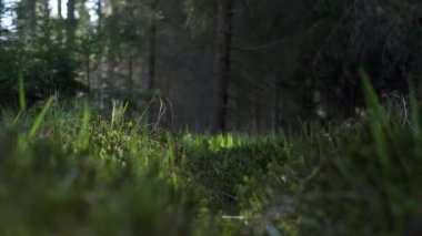 Ormanda ilkbahar. Sulu yeşil çimenler ve yosunlar sabah güneşinde çiçek açıyor. Bitkileri kapatın. 4K görüntü. Polonya ormanları, aşağı Silezya. 