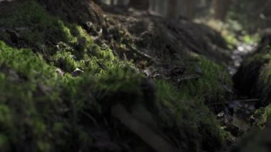 Sihirli çam ağacı ormanında küçük bir dere. Sinekler ve sivrisinekler güneş ışınlarının ışığında akarsuyun üzerinde uçuyorlar. Polonya Ormanı 4k görüntüleri