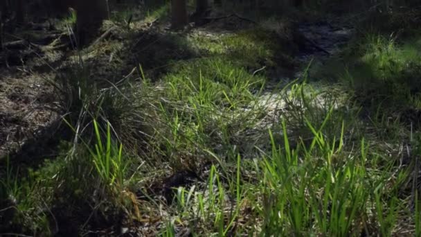 Primavera Floresta Dia Ensolarado Grama Verde Suculenta Florescendo Nos Raios — Vídeo de Stock