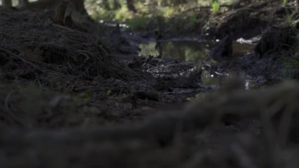 森の中の泥の池 野生動物が寄生虫の乗り心地を冷却するために使用されます ポーランドの森の中の晴れた夏の日 — ストック動画