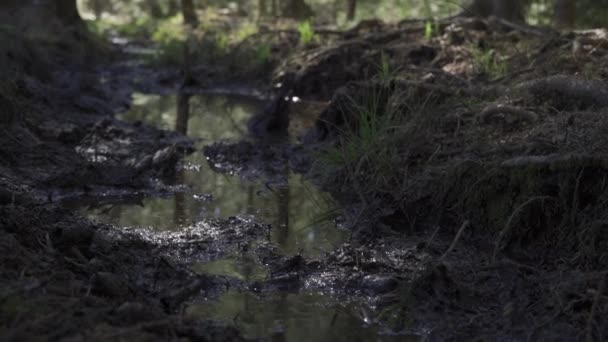 森の中の泥の池 野生動物が寄生虫の乗り心地を冷却するために使用されます ポーランドの森の中の晴れた夏の日 — ストック動画