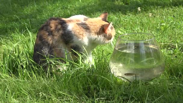 Gato lamiendo garras húmedas patas sentadas cerca de acuario de vidrio con peces en la hierba. Primer plano. 4K — Vídeos de Stock