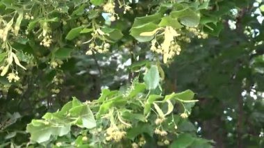 yeşil ıhlamur ağacı kadın el çekme çiçeği ve hasır sepet içinde. 4k