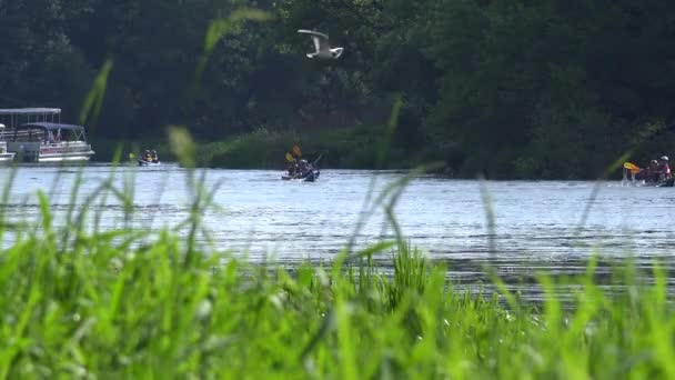 Team of sports pair kayaks racing on wild water river through reeds. — Stock Video