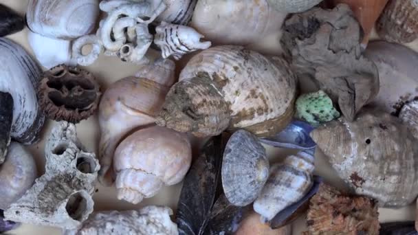 Collection of seashells shell conch cockleshell for backgrounds. turntable — Stock Video