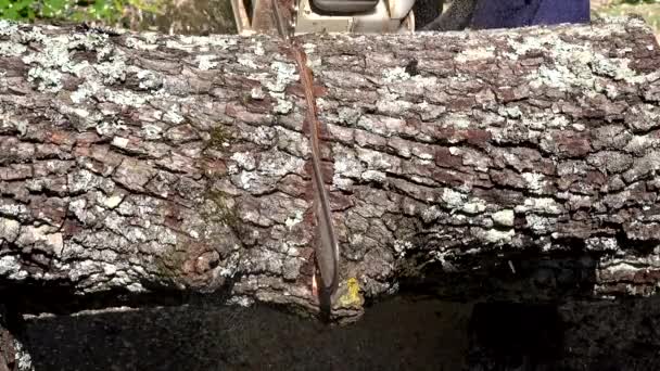 Hoja de motosierra vio tronco de arce grueso en la luz del sol. Primer plano disparado. 4K — Vídeos de Stock