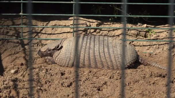 Giant armadillo priodontes maximus lying in zoo park cage — Stock Video