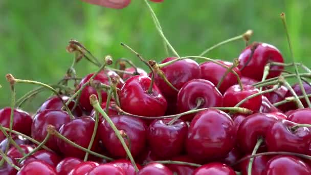 손 정원에서 햇빛에 익은 체리 열매를 가져가 라. 턴테이블 회전 — 비디오