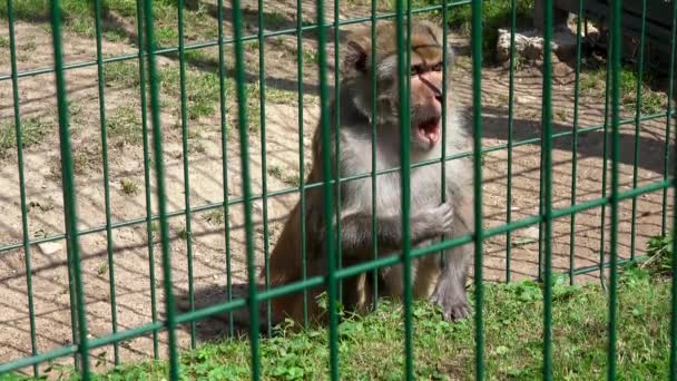Pobre animal macaco sob cerca no zoológico — Vídeo de Stock