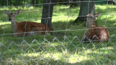 Karaca hayvan Hayvanat Bahçesi çitlerle çevrili bölgede çim üzerinde yalan. Vınlamak dışarı.