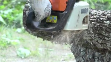 Çalışan adam el eldiven kalın akçaağaç ağaç gövdesi testere ile kesme.