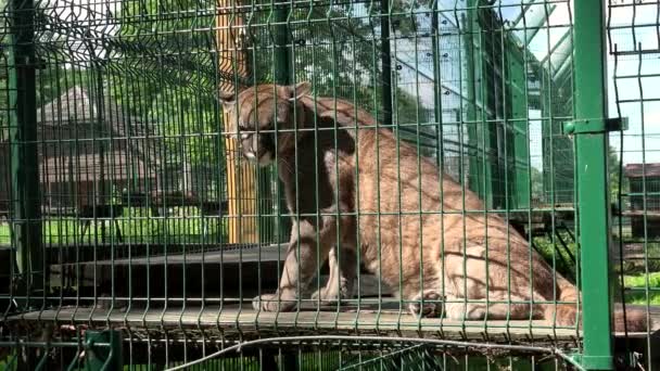 Female lion animal in zoo cage — Stock Video