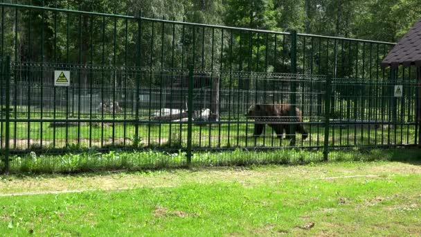 Poor animal brown bear Ursus arctos walking in zoo cage on hot summer day — Stock Video