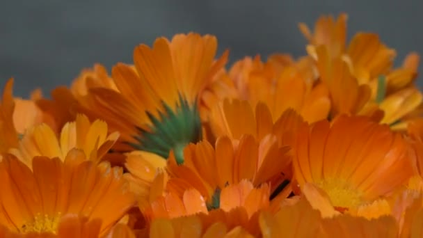 Nagietek calendula officinalis ziela kwiat kwitnie. Gramofon zegara. — Wideo stockowe