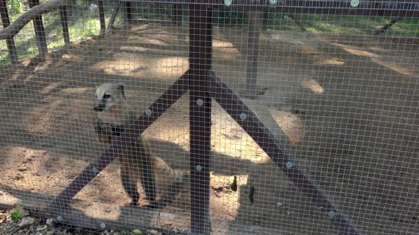 Lindo coati nasua animal en zoológico jardín jaula — Vídeo de stock