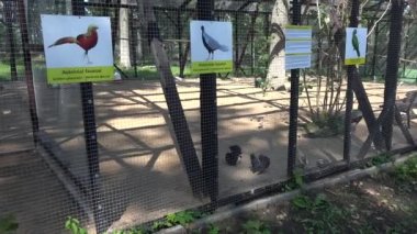 Yürümeye başlayan çocuk kız annesiyle Hayvanat Bahçesi kafeste egzotik nadir kuş bak