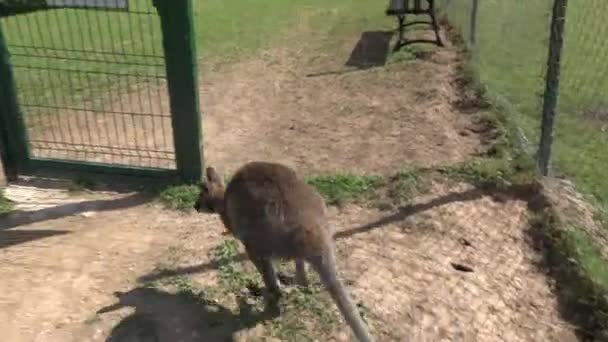 Kangaroo animals fenced in zoological garden. Handheld. — Stock Video