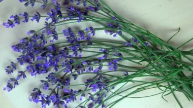 Lavanta ot demetleri. Saat yönünde döner