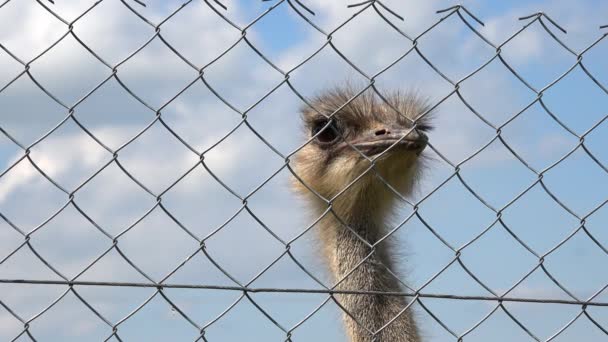 Κοινή ζώο κεφάλι στρουθοκάμηλος πίσω από ζωολογικό κήπο φράχτη στο συννεφιασμένο ουρανό φόντο — Αρχείο Βίντεο