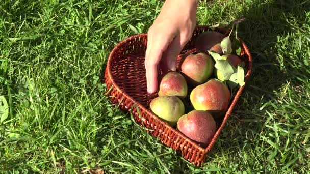 Mano poniendo frutas de pera al plato en forma de corazón de mimbre en el jardín del huerto de verano. 4K — Vídeo de stock