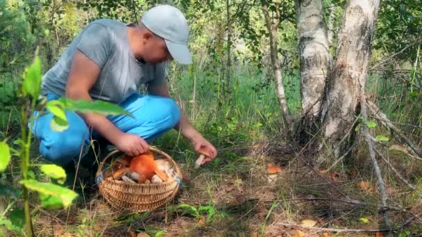 Catador de cogumelos macho colhendo cogumelos e colocando-os na cesta completa — Vídeo de Stock