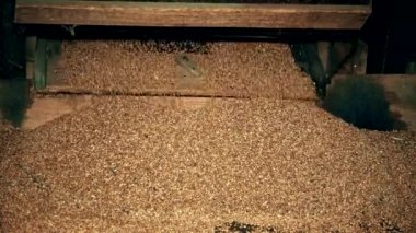 Elenmiş tahıl eski ahşap eleme makineden düşüyor. Portre