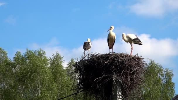 Tres cigüeñas jóvenes en el nido. Cigüeña blanca Ciconia ciconia — Vídeos de Stock