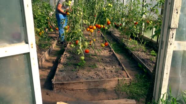 Mann bei der Arbeit im kommerziellen Gewächshaus. Treibhausgase. Nahrungsmittelproduktion — Stockvideo