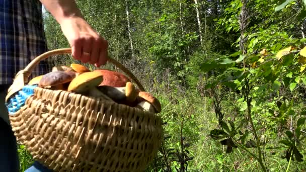 Woman with basket full of mushrooms walking through forest — Stock Video