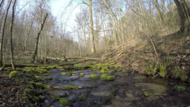 yoğun bir orman ile dere dere akışı. 4k