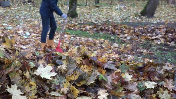 Mujer con botas amarillas rastrillando hojas de otoño con rastrillo rojo en el jardín. 4K — Vídeo de stock