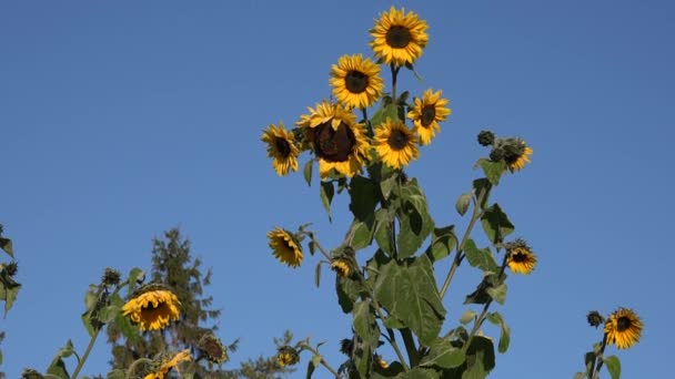 Stora solros i trädgården hösten tid. 4k — Stockvideo