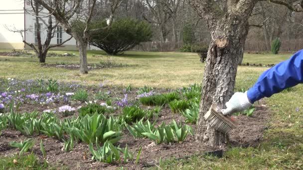 Manos jardinero cuidado de manzano árbol frutal, corteza de árbol blanquear . — Vídeos de Stock