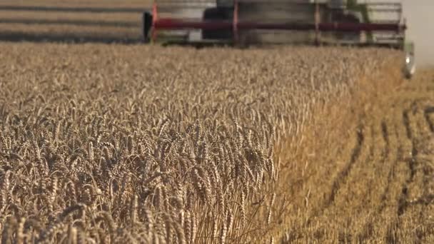 Wazig boerderij combineren harvester machine snijden pak slaag rijp rogge gerst tarwe in de zomer. 4k — Stockvideo