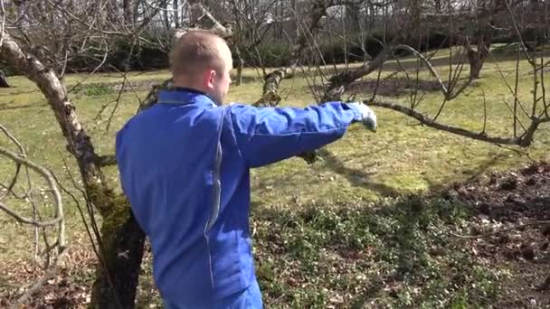 Skilled man pruning dwarf fruit tree twigs branches on blue sky. Hand shot — Stock Video