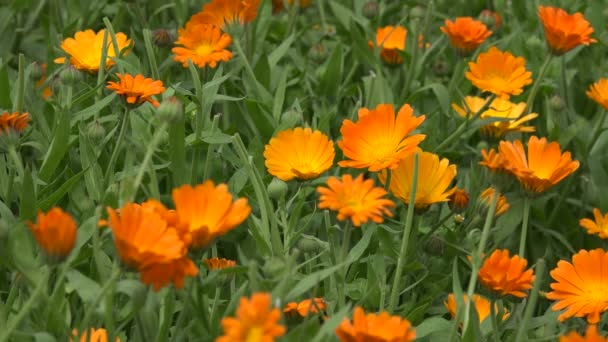 Les fleurs d'herbes à fleurs de souci se déplacent dans le vent dans la plantation de jardins ruraux. 4K 