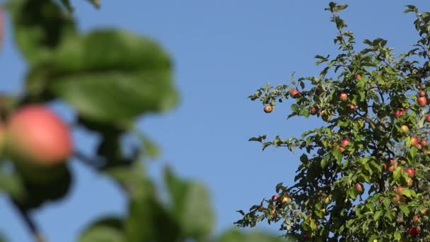 Röda äpplen växer på en gren bland det gröna bladverket mot en blå himmel. Fokus ändras. 4k — Stockvideo