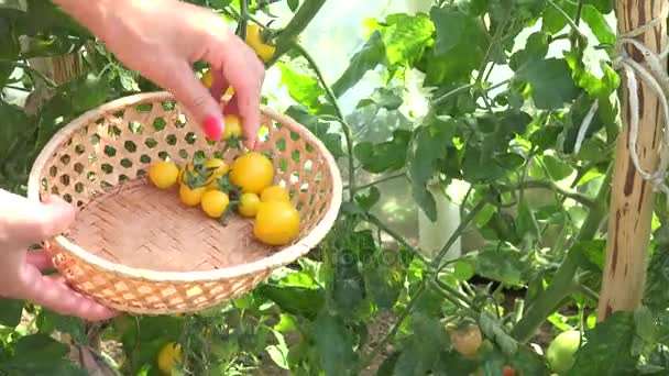 Mão fêmea pegar fresco eco pequeno tomate amarelo em estufa. 4K — Vídeo de Stock