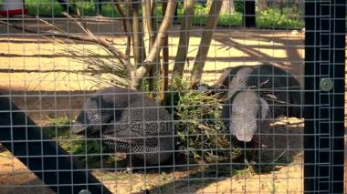 Hayvanat Bahçesi kafeste yeme nadir egzotik kuşlar.