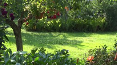 Çiçek ve Bahçe arka bahçede meyve ağaçları arasında çim biçme erkek bahçıvan. 4k