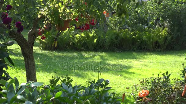 Mannelijke tuinman maaien van gras tussen bloemen en fruitbomen in tuin achtertuin. 4k — Stockvideo