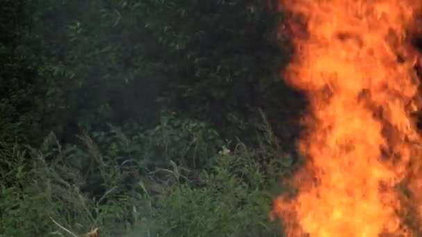 Vuur-vlam schade aanbrengen in bos flora en fauna na droogte. 4k — Stockvideo