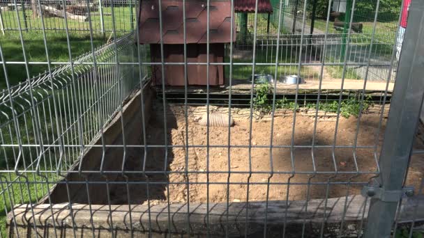 Armadillo gigante priodontes maximus acostado en jaula de jardín zoológico . — Vídeos de Stock
