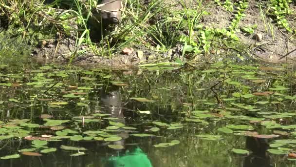 彼のテンチ魚キャッチ漁師手リリースは池に戻る。楽しみのためだけの釣り。クローズ アップ。4 k — ストック動画