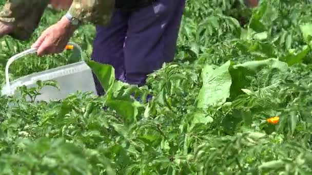 Женщина собирает в саду картофельное растение паразита колорадо. 4K — стоковое видео