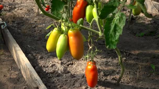 Cosechas de tomates rojos maduros en un invernadero — Vídeo de stock