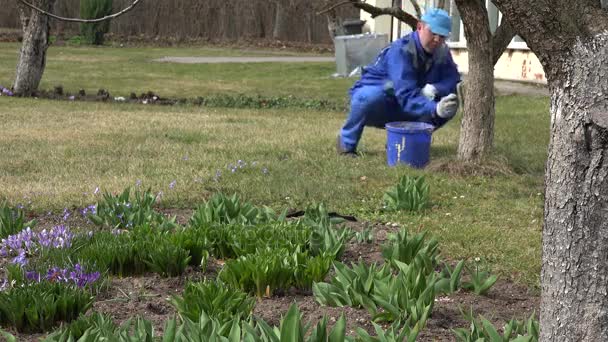 Gardener guy whitewash árvore tronco com giz no quintal da casa — Vídeo de Stock