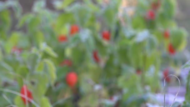 Decorative cape gooseberries with white frost rime. Focus in. 4K — Stock Video
